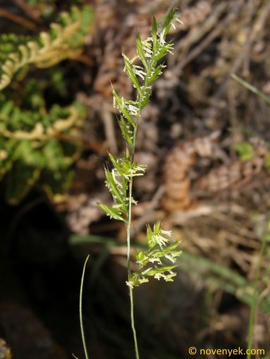 Image of plant Festuca rupicola