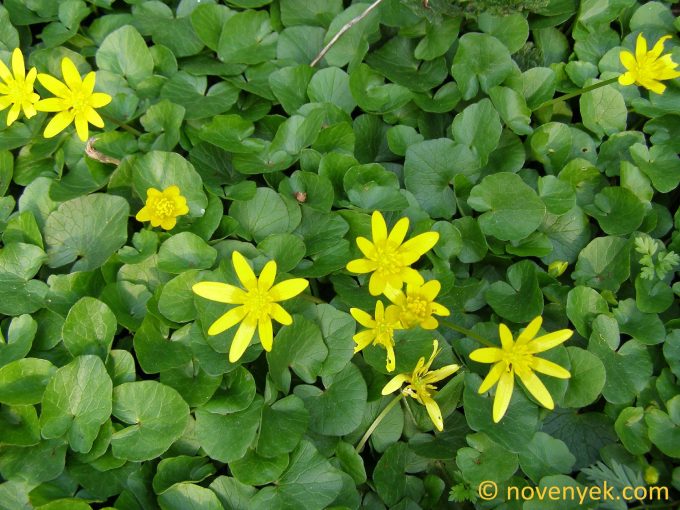 Image of plant Ficaria verna