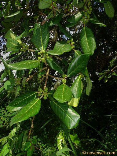 Image of plant Ficus citrifolia