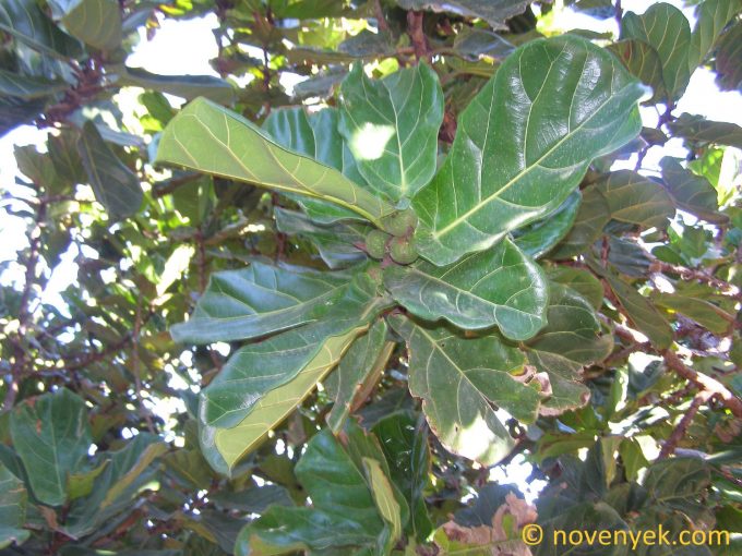 Image of plant Ficus lyrata