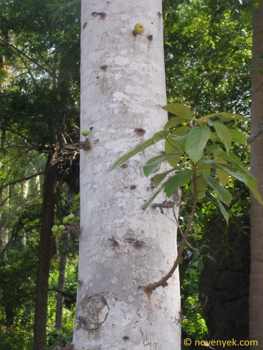 Image of plant Ficus racemosa