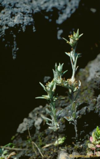 Image of plant Filago gallica