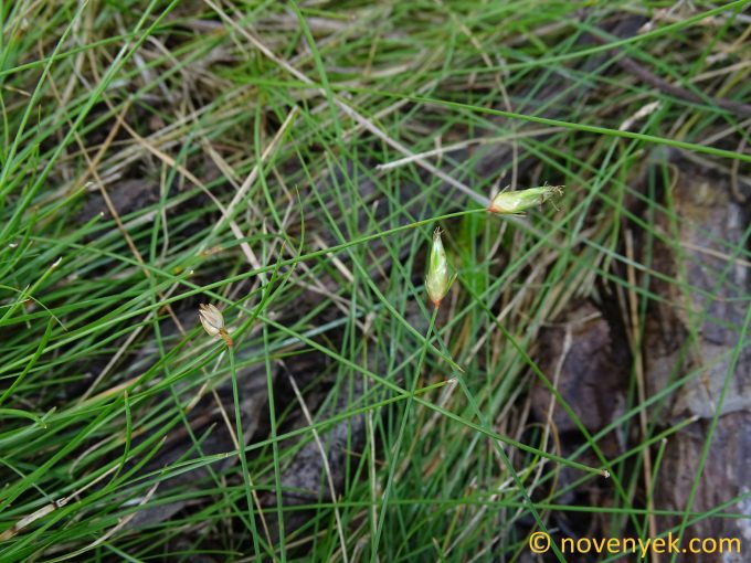 Image of plant Fimbristylis ovata
