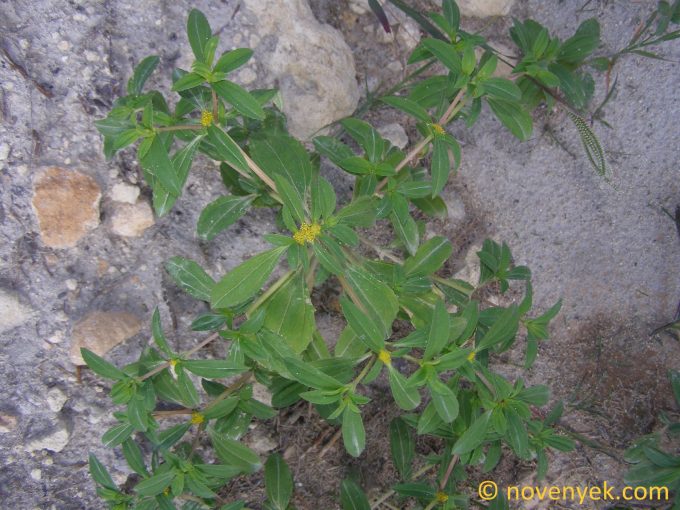 Image of plant Flaveria trinervia