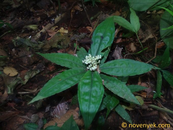 Image of plant Floscopa peruviana