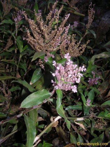 Image of plant Floscopa scandens