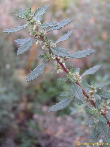 Image of plant Forsskaolea angustifolia