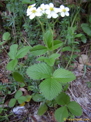 Image of plant Fragaria moschata