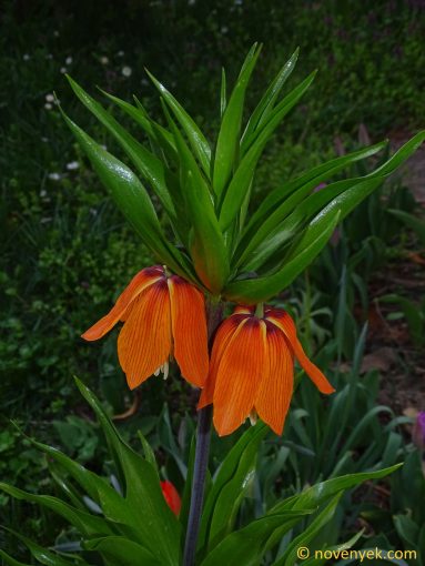 Image of plant Fritillaria imperialis