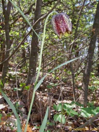 Image of plant Fritillaria montana