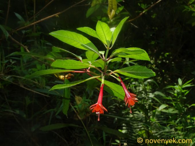 Image of plant Fuchsia ampliata