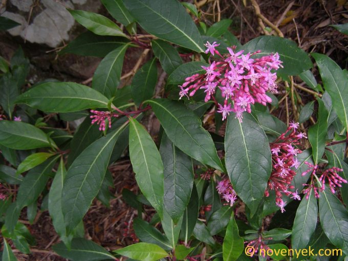 Image of plant Fuchsia arborescens