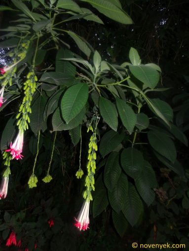 Image of plant Fuchsia boliviana