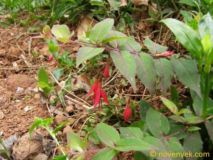 Image of plant Fuchsia magellanica