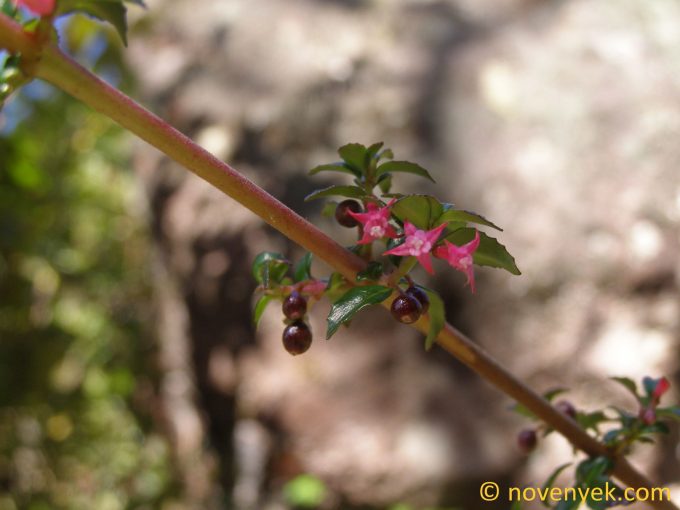 Image of plant Fuchsia microphylla