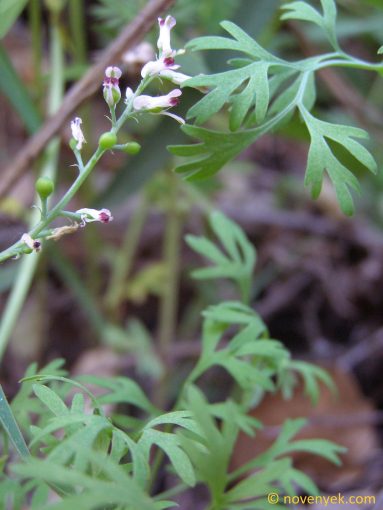 Image of plant Fumaria vaillantii