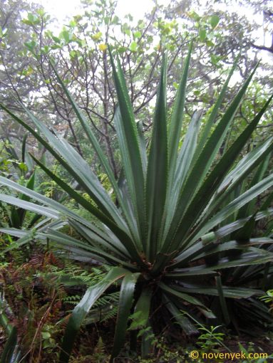 Image of plant Furcraea cabuya