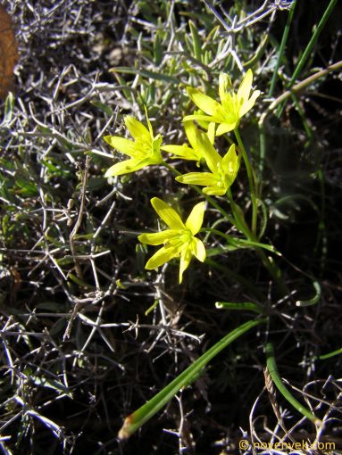 Image of plant Gagea foliosa