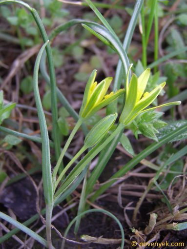 Image of plant Gagea pratensis