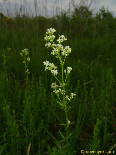Image of plant Galium boreale