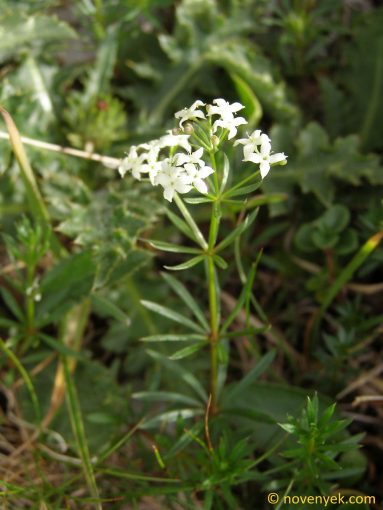 Image of plant Galium lucidum