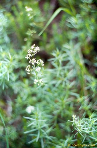 Image of plant Galium meliodorum