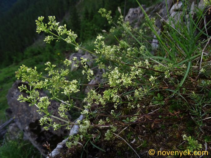 Image of plant Galium truniacum