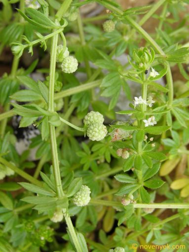 Image of plant Galium verrucosum