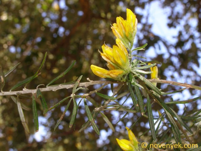 Image of plant Genista linifolia