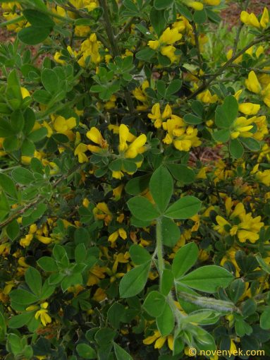 Image of plant Genista maderensis