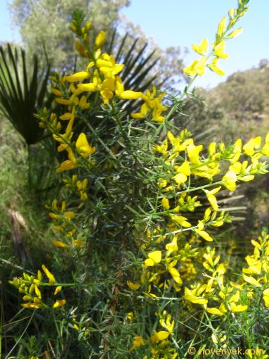 Image of plant Genista triacanthos