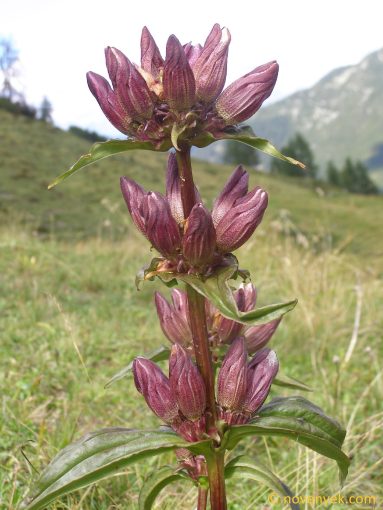 Image of plant Gentiana pannonica
