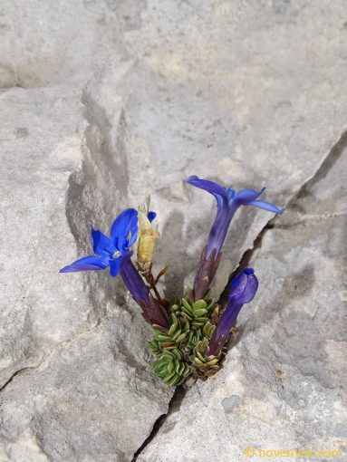 Image of plant Gentiana terglouensis