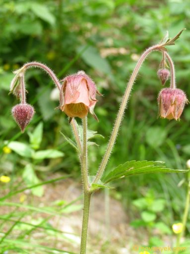 Image of plant Geum rivale
