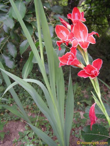 Image of plant Gladiolus grandiflorus