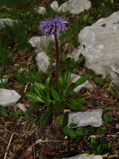 Image of plant Globularia nudicaulis