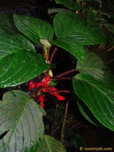 Image of plant Glossoloma oblongicalyx