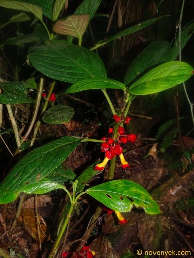 Image of plant Glossoloma tetragonoides
