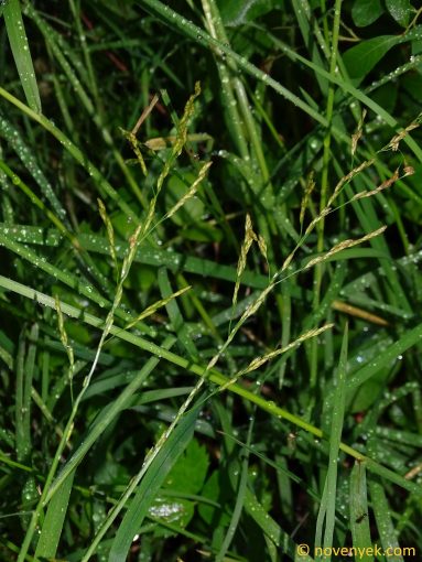 Image of plant Glyceria nemoralis