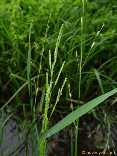 Image of plant Glyceria notata