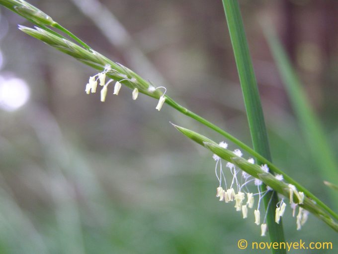Image of plant Glyceria x pedicellata