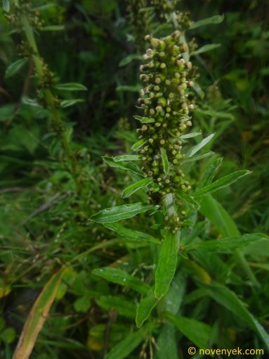 Image of plant Gnaphalium americanum