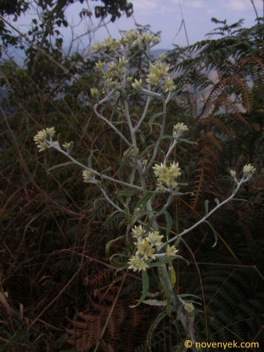 Image of plant Gnaphalium attenuatum
