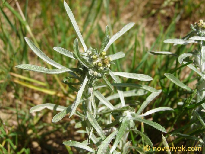 Image of plant Gnaphalium uliginosum