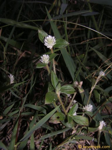 Image of plant Gomphrena celosioides