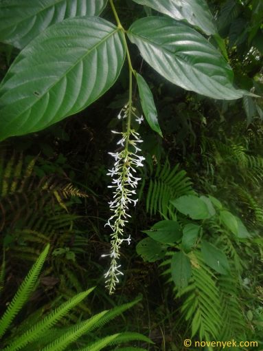 Image of plant Gonzalagunia bunchosioides