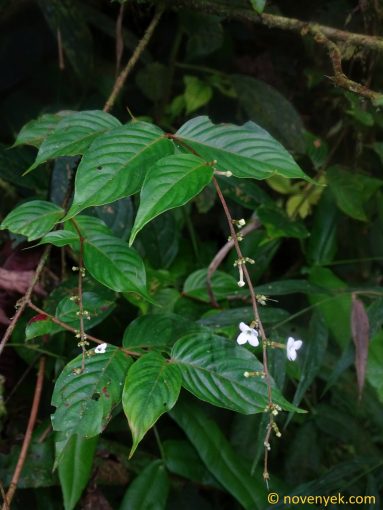 Image of plant Gonzalagunia cornifolia