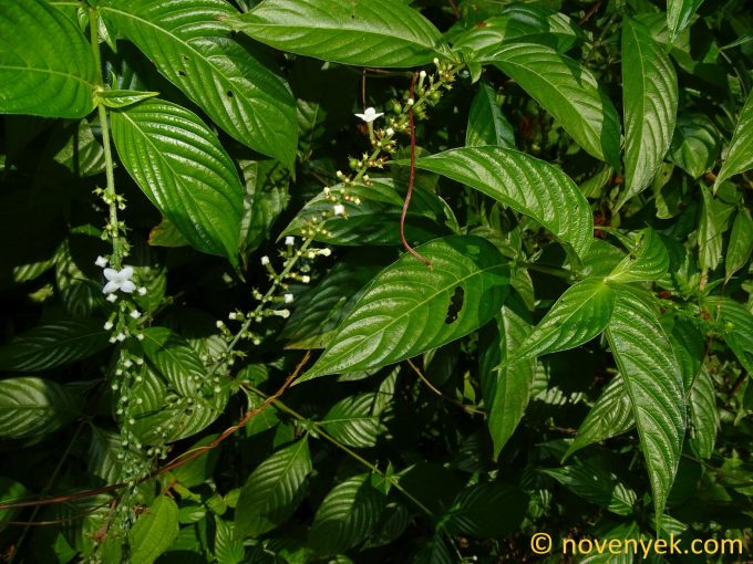 Image of plant Gonzalagunia hirsuta