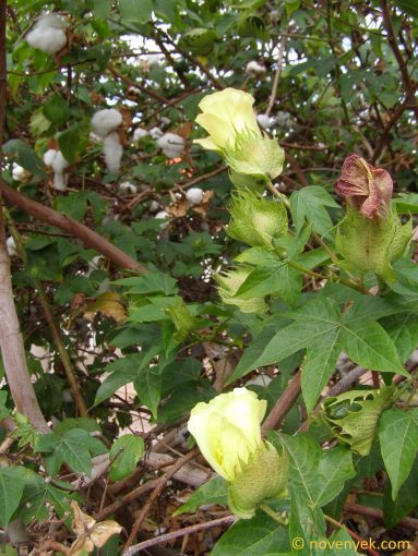 Image of plant Gossypium hirsutum