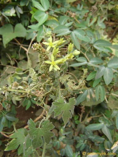 Image of plant Gronovia scandens